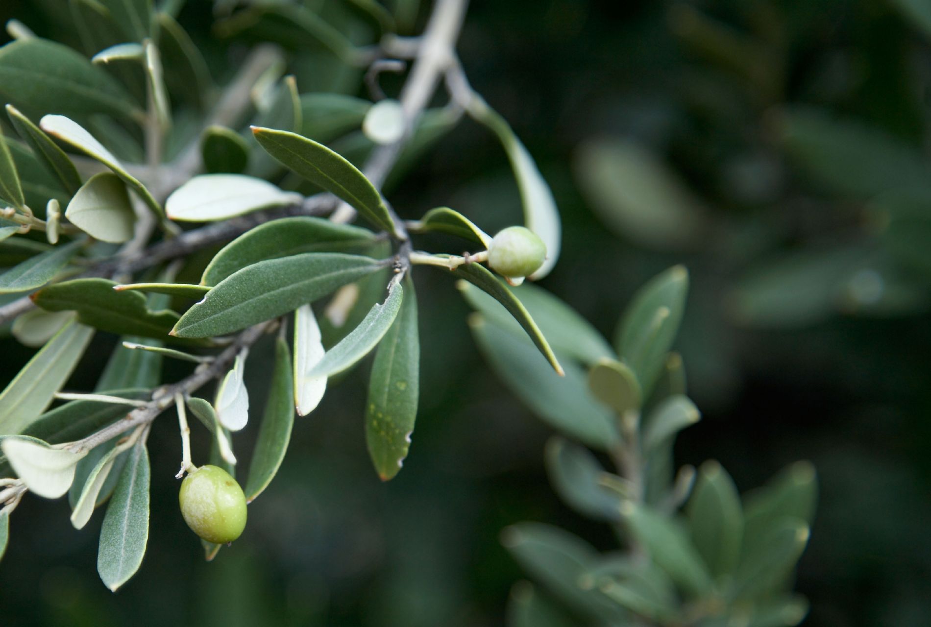 aceitunas