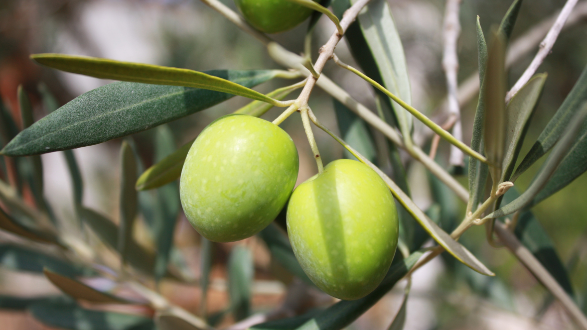 olives