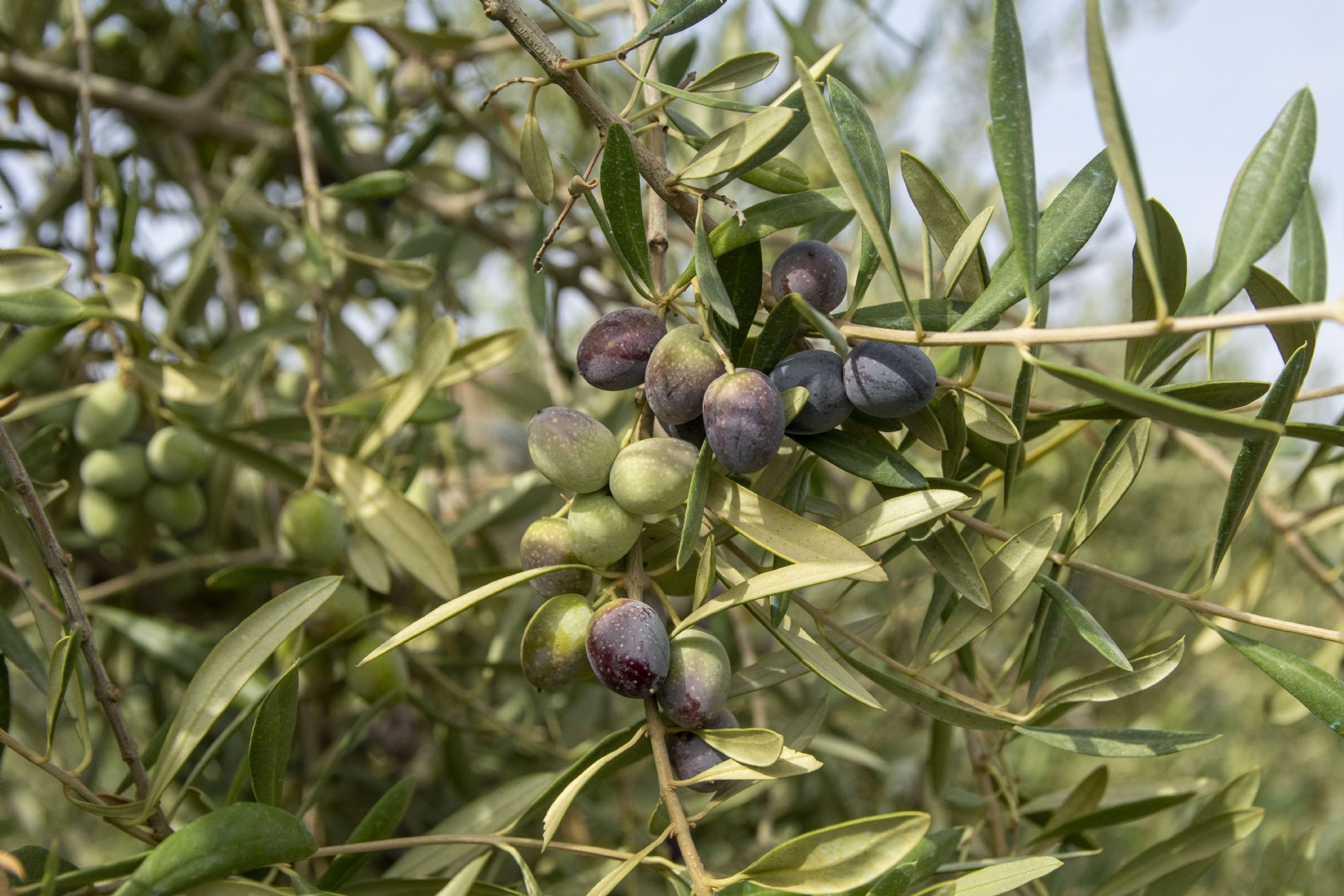 Fruto de sultana