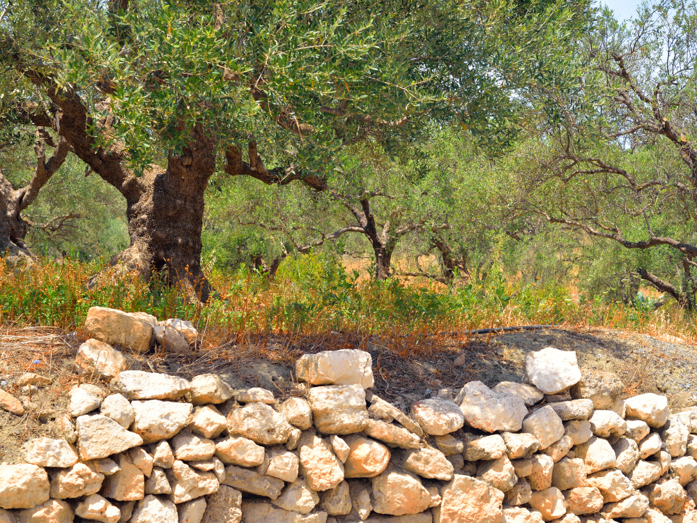 MAPA puts initial olive oil crop forecast at 1.6 Mt for the new 2026/27 season