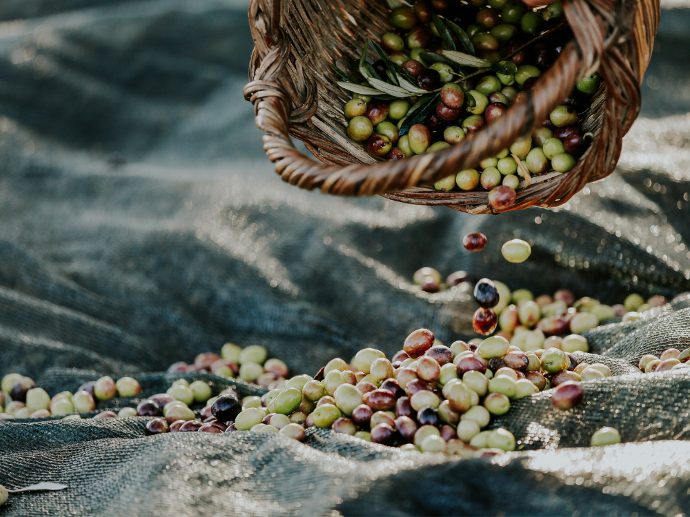 Spain launches its largest-ever olive oil promotional campaign in the United States