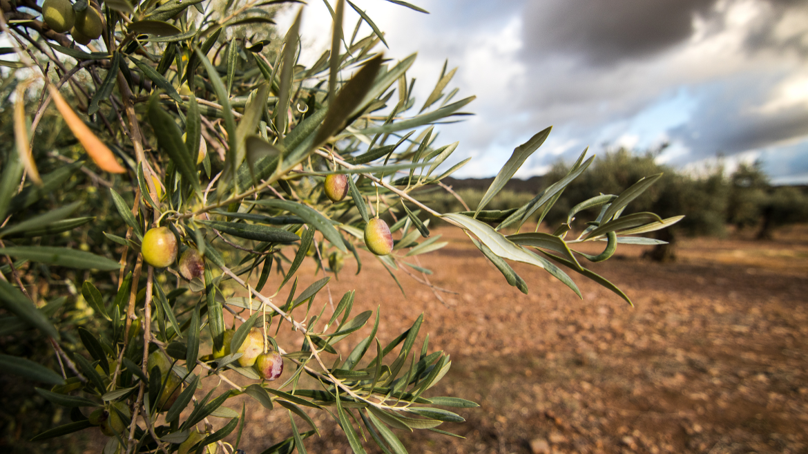 olive tree