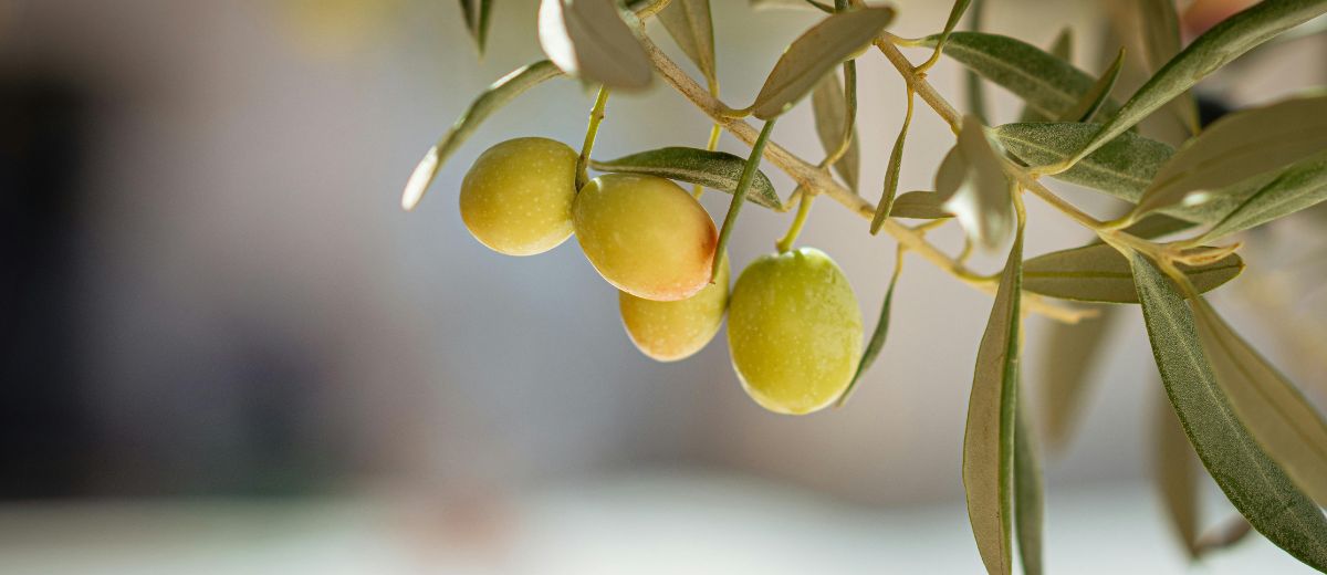 aceituna