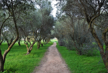 Summer Olive Oil Tourism: Routes, Tastings, and Experiences Among Olive Trees