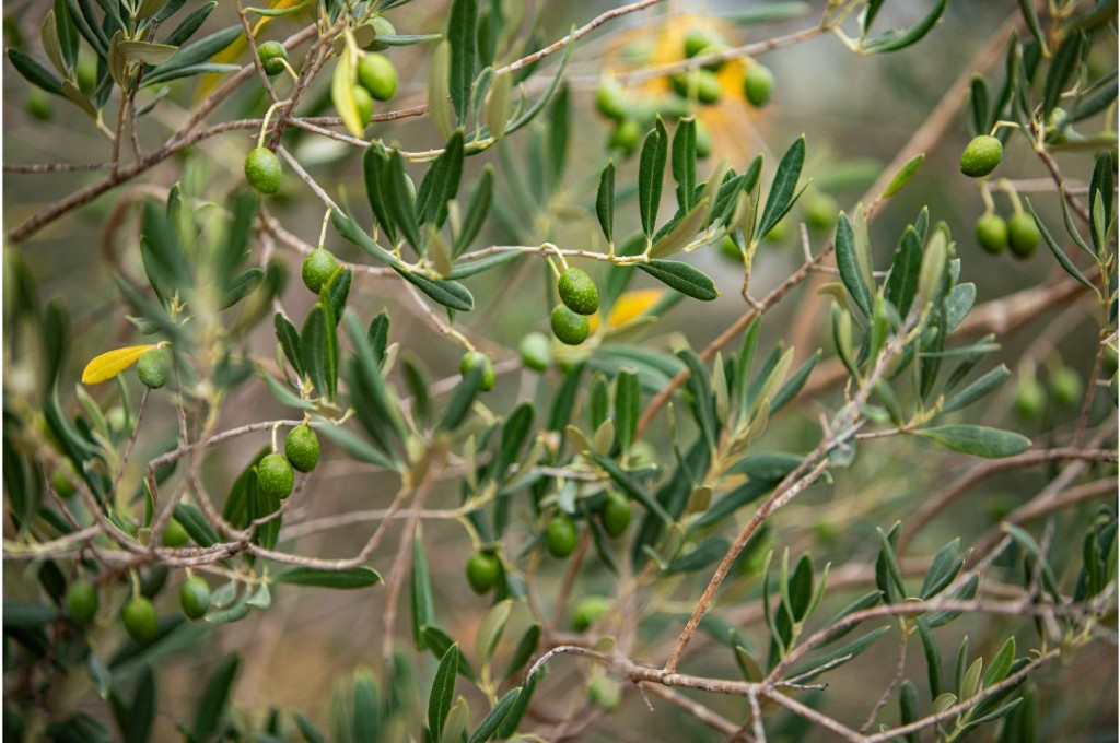 DARPA opens registration for the 3rd Best EVOO Awards
