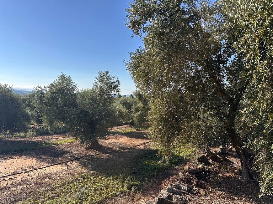 olivo