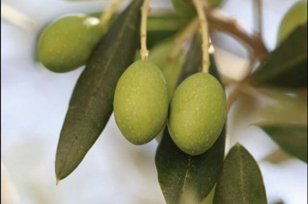 olives