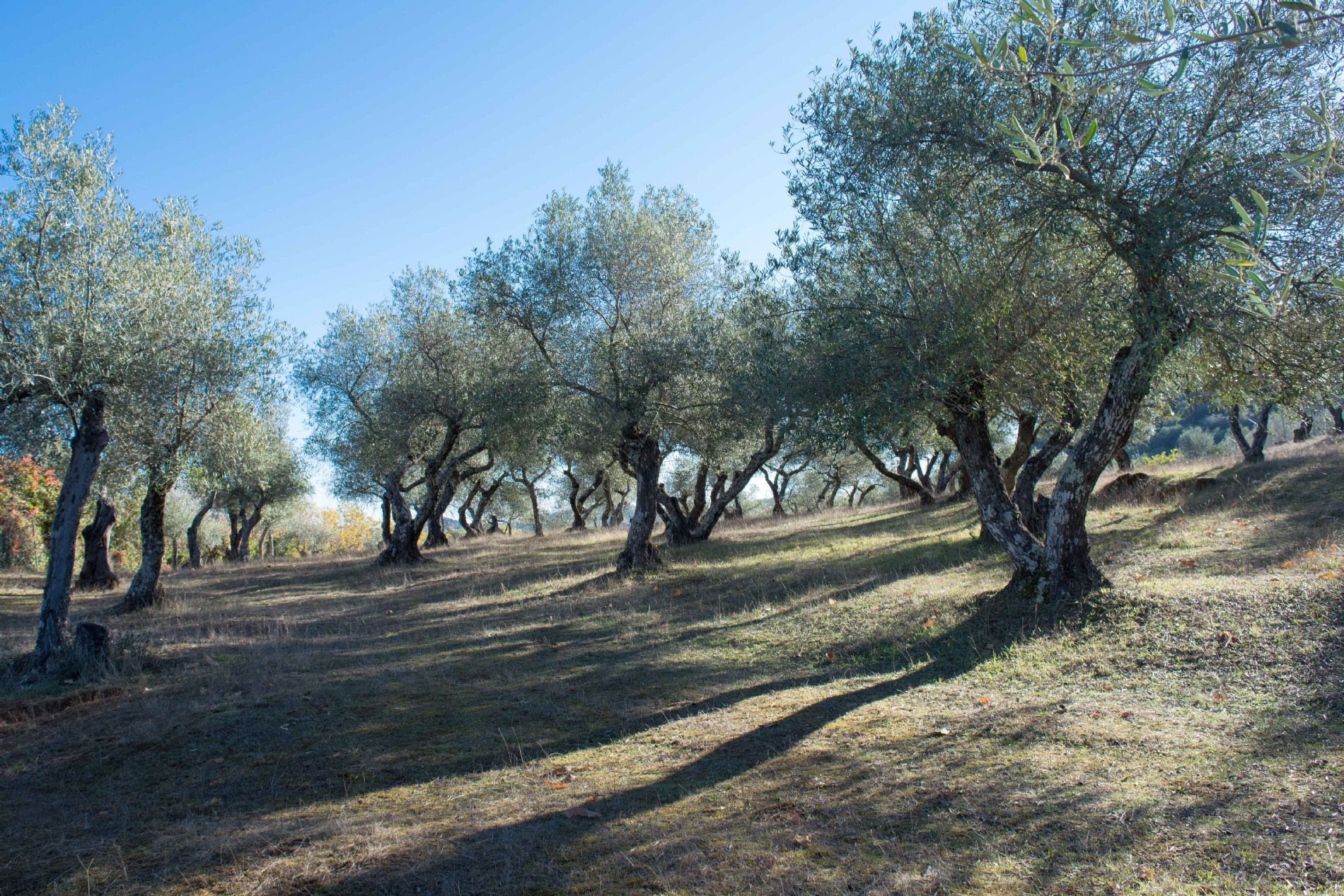 olivo