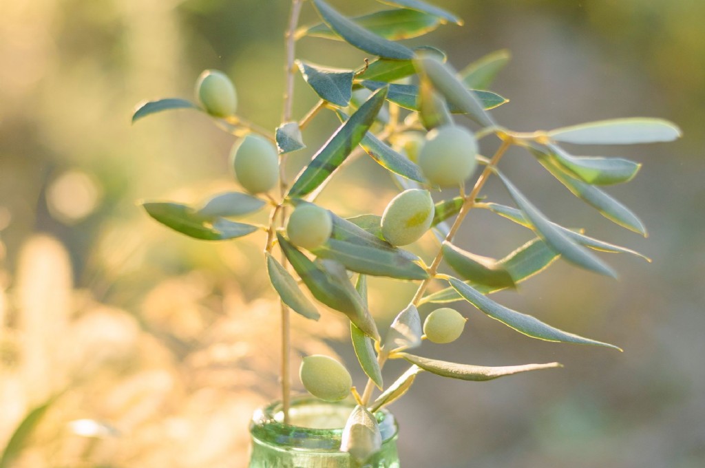 olive tree