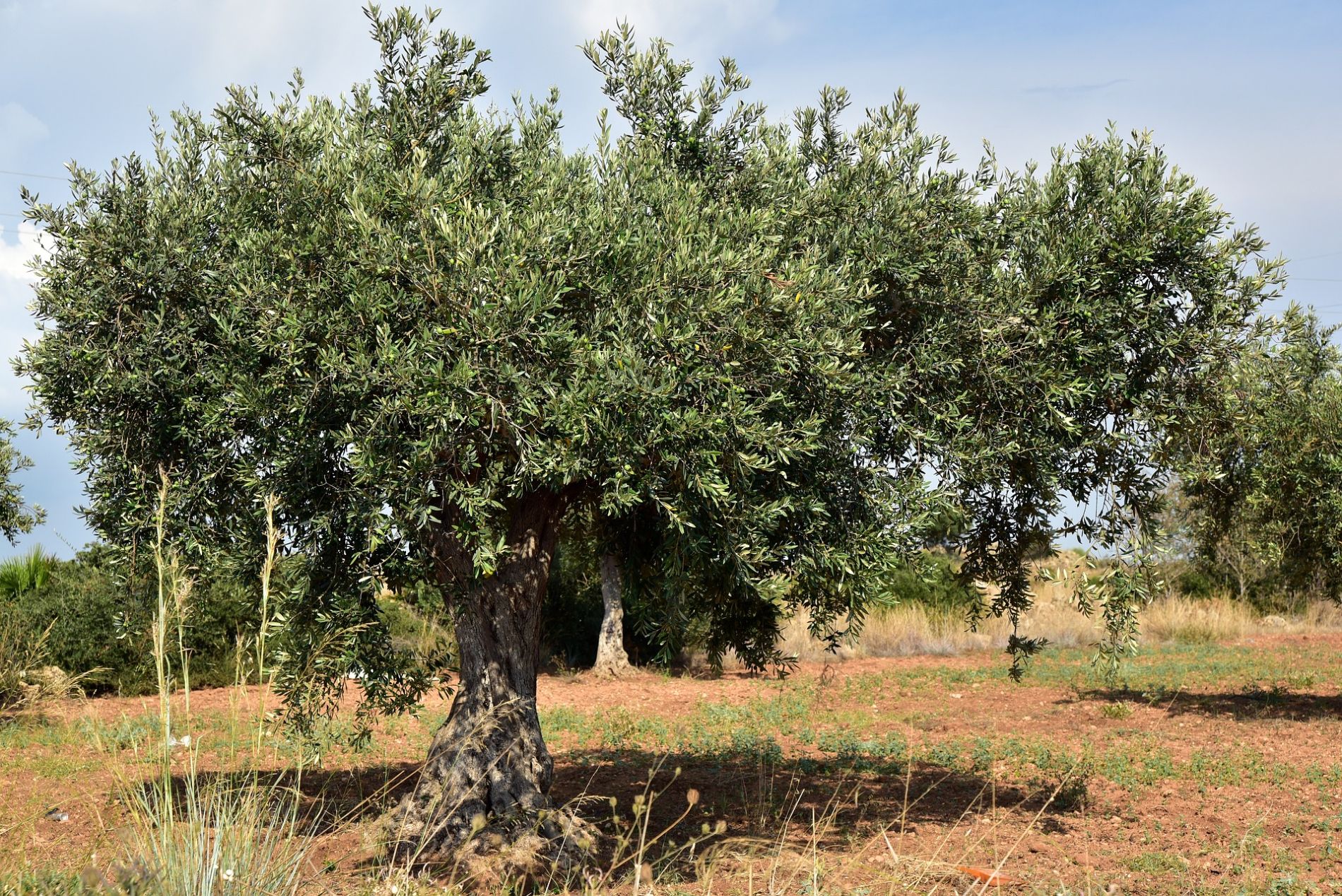 El Gobierno regional plantea a la Confederaci�n Hidrogr�fica del Guadalquivir la reconversi�n en regad�o de hasta 9.000 hect�reas de olivar en el Campo de Montiel