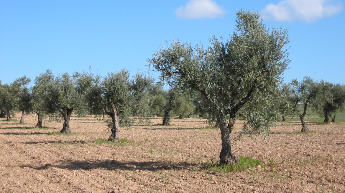 olivo