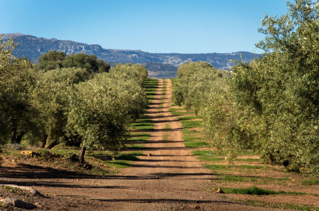 En Ruta hacia el Olive Oil World Congress